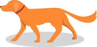 illustration_animaux