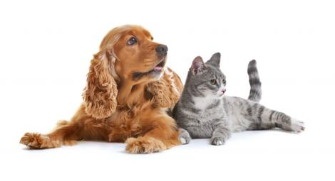 assurance chien et chat