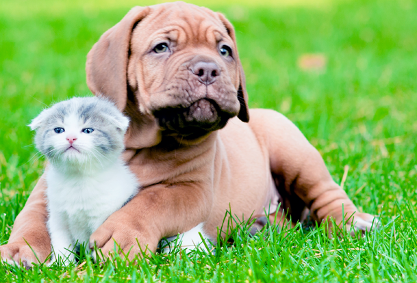 assurance chien et chat