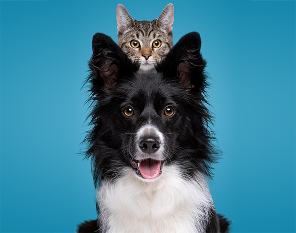 mutuelle_animaux comparateur-assurance-mutuelle-animaux